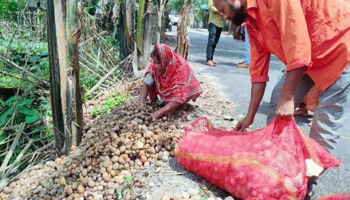 রংপুরে আলুর দামে ধস: লোকসান ও সংরক্ষণের অভাবে রাস্তায় ফেলছেন কৃষক