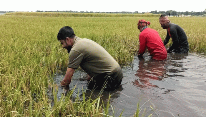 টানা বৃষ্টিতে আবারও বাড়ছে হাওরের পানি, বাকি ধান ঘরে তোলা নিয়ে উৎকণ্ঠায় কৃষক