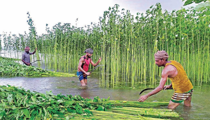 ​পচা পাটের গন্ধ ও সোনালি আঁশের হারানো দিন