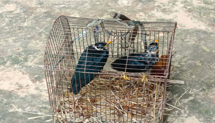​চুনারুঘাটে দুই ময়না পাখি বনে অবমুক্ত