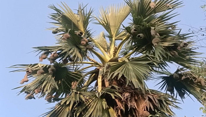 ​অস্তিত্ব সংকটে চিরচেনা স্থপতি বাবুই পাখি