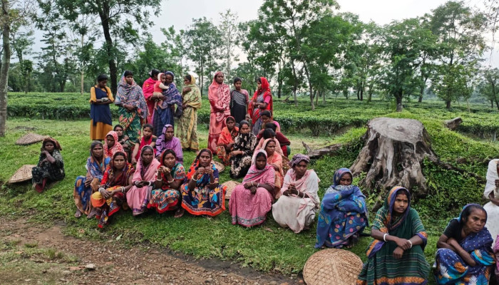 ​চুনারুঘাটে বিদ্যুৎ লোডশেডিংয়ে বিপর্যয় চা শিল্প
