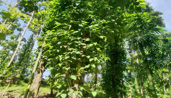 বড়লেখায় গড়ে উঠছে অবৈধ পানের বরজ