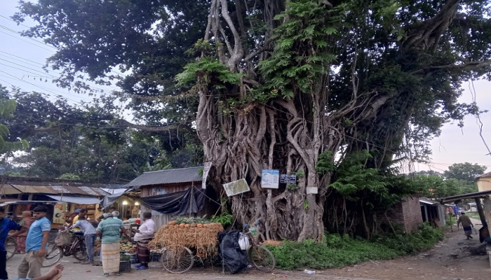 ​২০০ বছরের গৌরবে গাঁথা ঐতিহ্যবাহী ছাতিয়ানতলা হাট