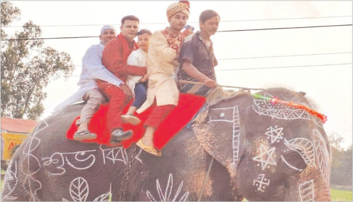 মা-বাবার ইচ্ছা পূরণে হাতির পিঠে চড়ে বিয়ে বরকে দেখতে উৎসুক জনতার ভিড়