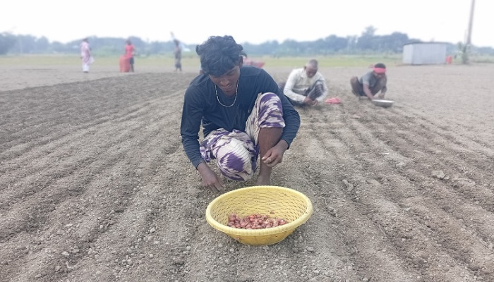 ​গোয়ালন্দে মুড়িকাঁটা পেঁয়াজ আবাদে ব্যস্ত কৃষক, সার সংকটের অভিযোগ