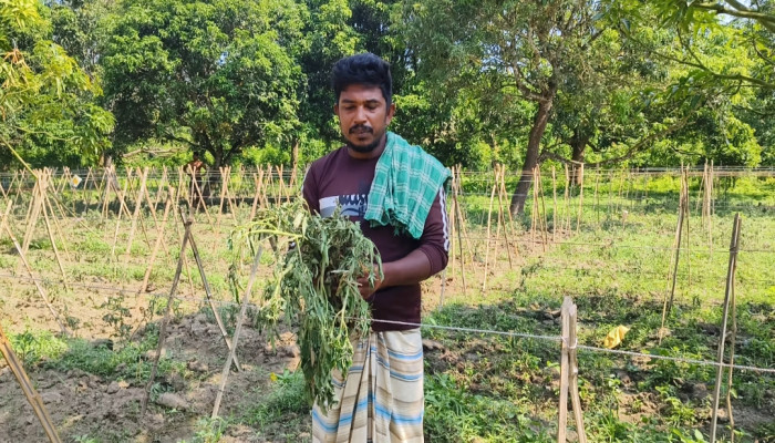 ​গোমস্তাপুরে দেড় বিঘা জমির টমেটো গাছ উপড়ে ফেলে করেছে প্রতিপক্ষ