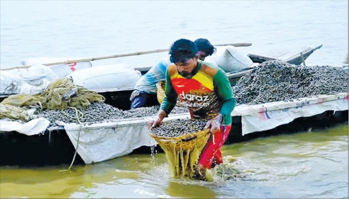 চলনবিলে কোটি টাকার শামুক বাণিজ্য, হুমকিতে জলজ জীববৈচিত্র‍্য