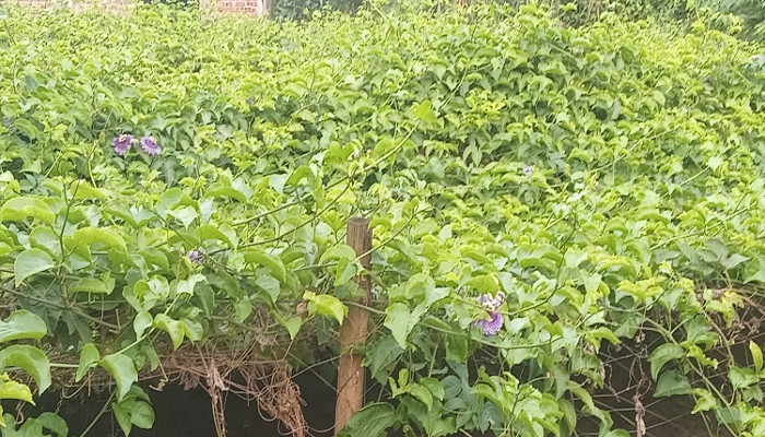 ​সোনারগাঁয়ের সমতল ভূমিতে আনারকলি চাষে সফল দুই ভাই