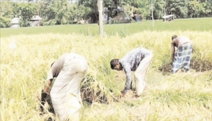 পীরগঞ্জে চলছে আগাম আমন ধান কাটা-মাড়াই