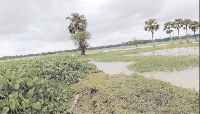 পচাকোড়ালিয়ায় পানি নিষ্কাশনের একমাত্র কালভার্ট কচুরিপানায় বন্ধ