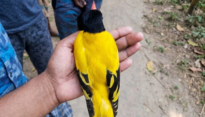 চুনারুঘাটে হারিয়ে যাওয়া ইষ্টিকুটুম পাখির দেখা