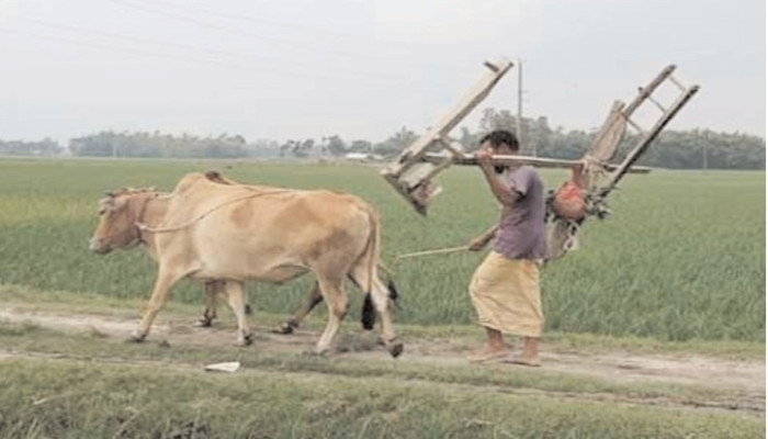 যন্ত্রের দাপটে হারিয়ে যাচ্ছে গরু-লাঙলের ঐতিহ্য