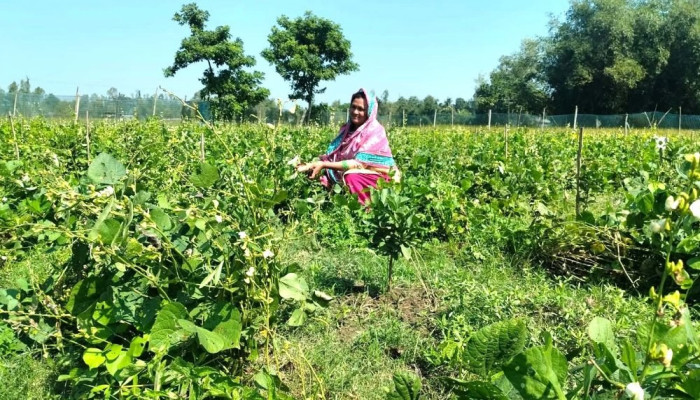 এক একর জমির সবজিতে মাসে ৩০-৪০ হাজার টাকা আয়, পথ দেখাচ্ছেন পীরগাছার সেলিনা
